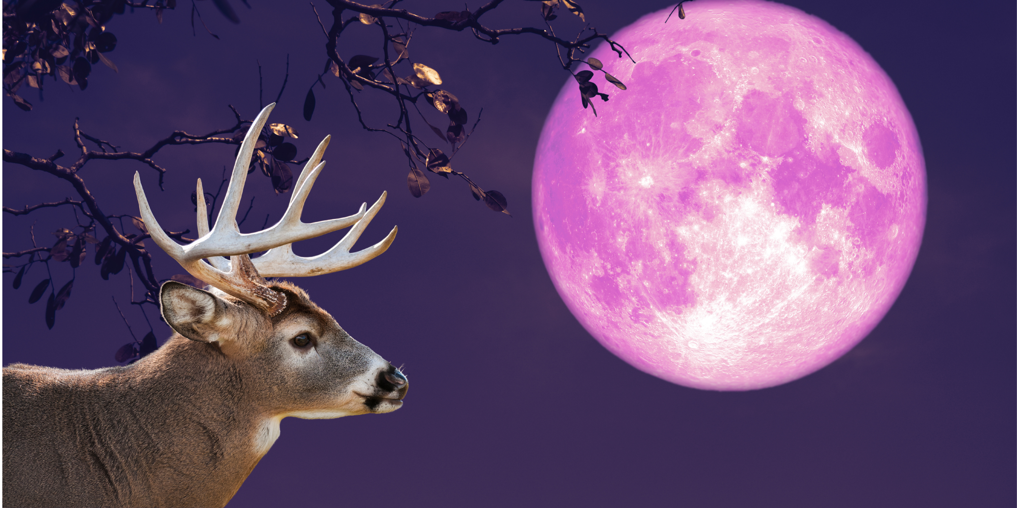 Exploring the July 21 Buck Moon: A Cosmic Event to Witnes