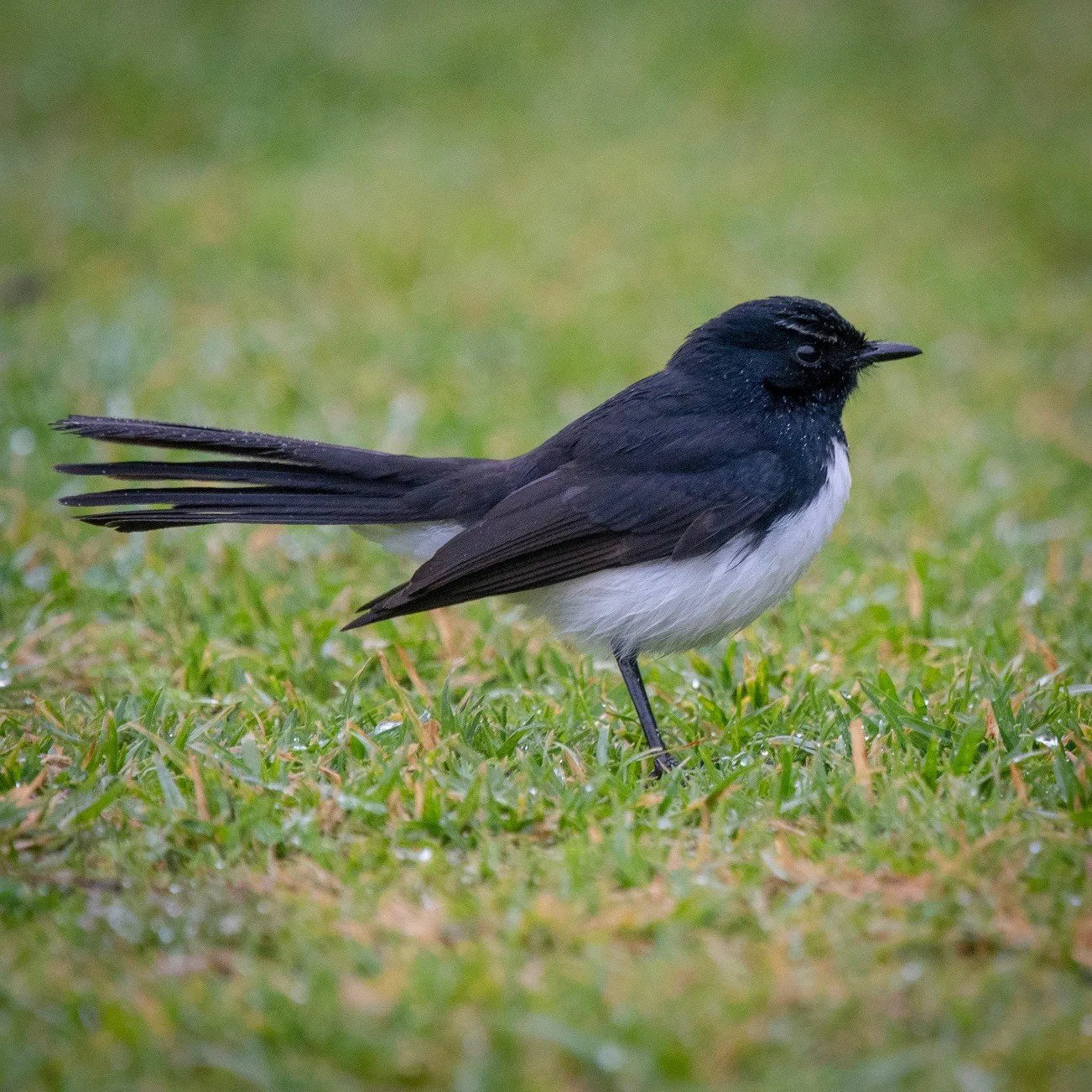 Bird Watching using Swift