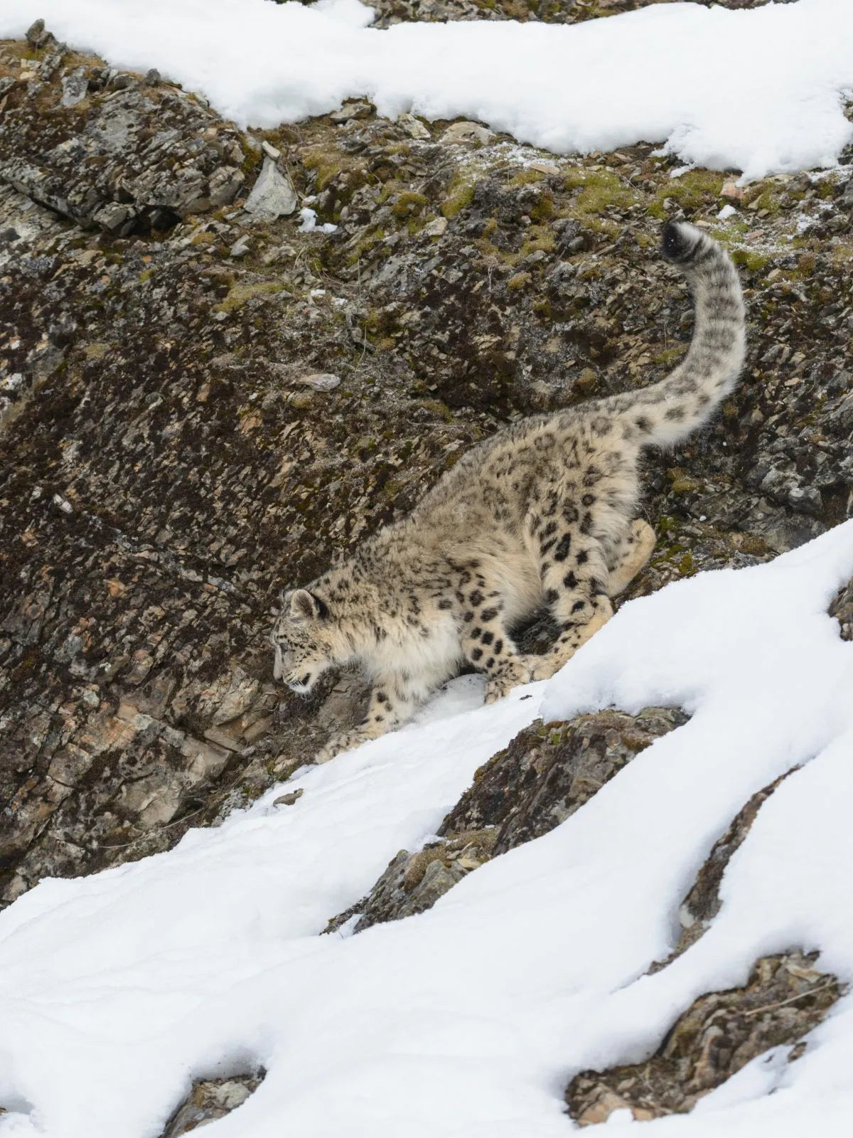 Snow Leopard with Spotting Scope
