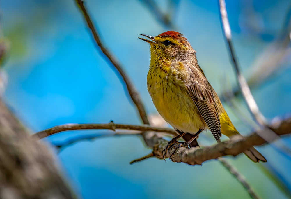 Telescope bird image