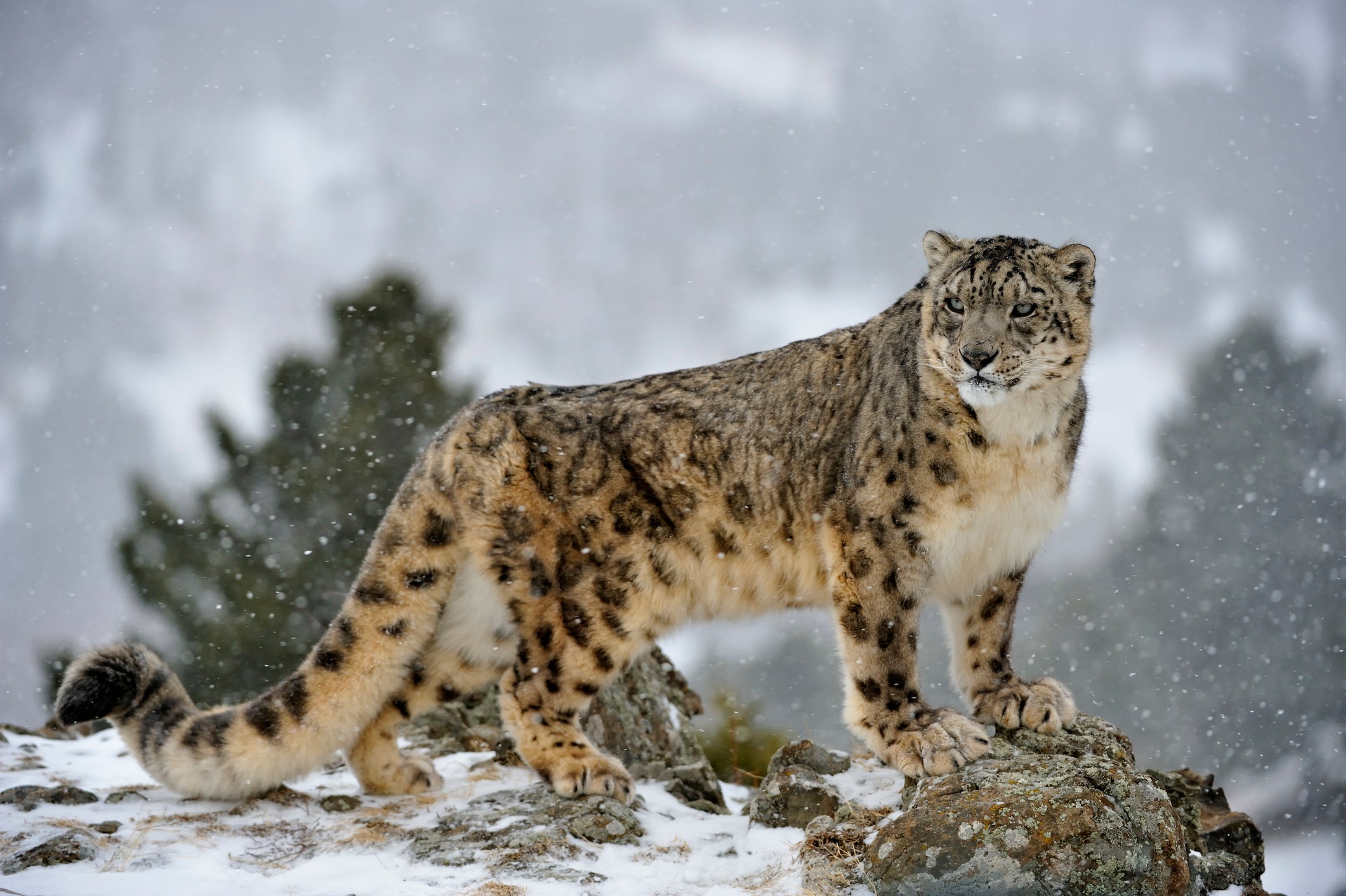 snow leopard